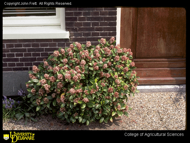 اسکیمیا ژاپنی